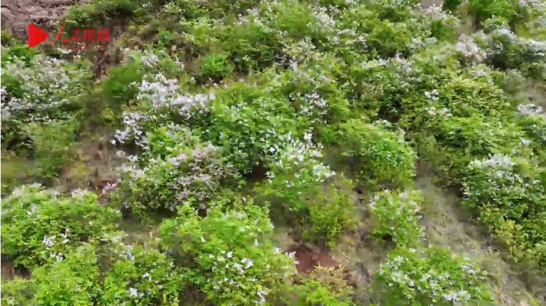 浪漫丁香山谷綻 美食美景迎客來